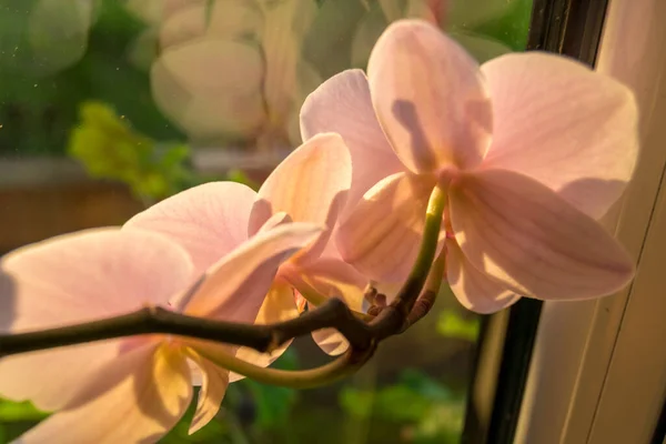 Flores Orquídeas Agradable Sol —  Fotos de Stock