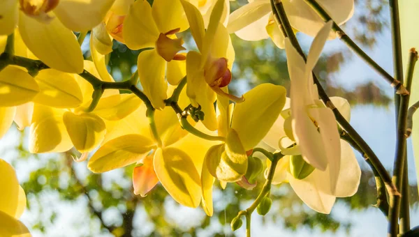 Orkidé Blommor Och Vänlig Sol — Stockfoto