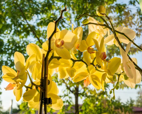 Flores Orquídeas Agradable Sol —  Fotos de Stock