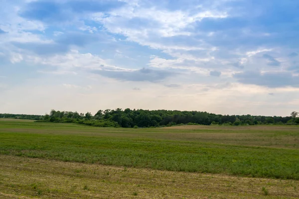 Gündüz vakti bulutlu gökyüzünün altında yeşil bitkilerin manzarası