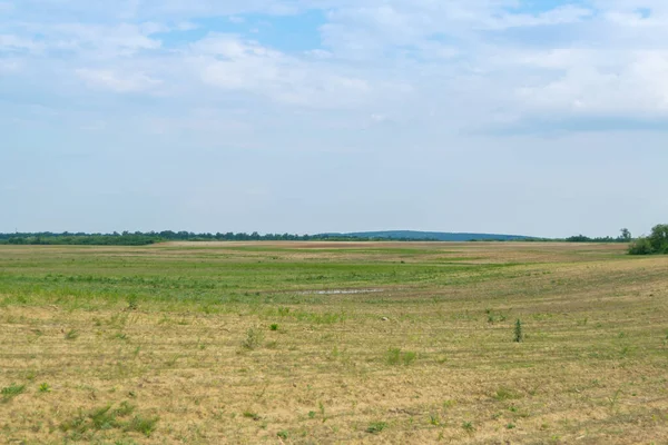 Gündüz vakti bulutlu gökyüzünün altında yeşil bitkilerin manzarası
