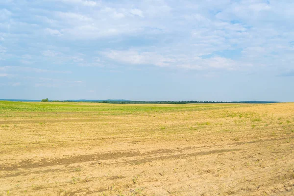 Gündüz vakti bulutlu gökyüzünün altında yeşil bitkilerin manzarası