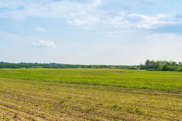 Gündüz vakti bulutlu gökyüzünün altında yeşil bitkilerin manzarası