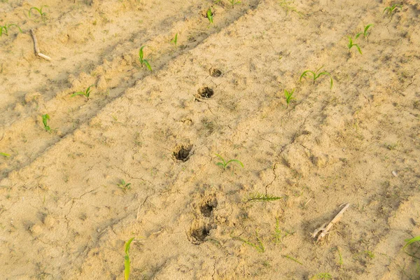 animal footprints on the dry soil