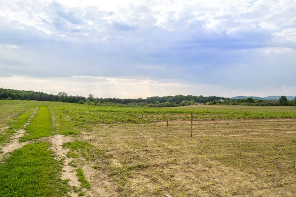 Gündüz vakti bulutlu gökyüzünün altında yeşil bitkilerin manzarası
