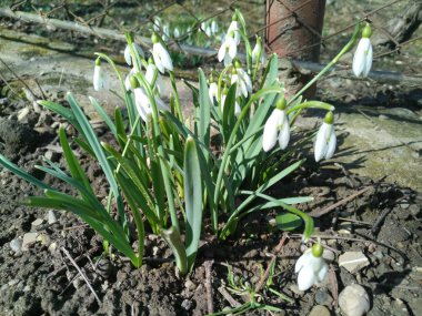 Bahar güneşinde beyaz kar damlaları