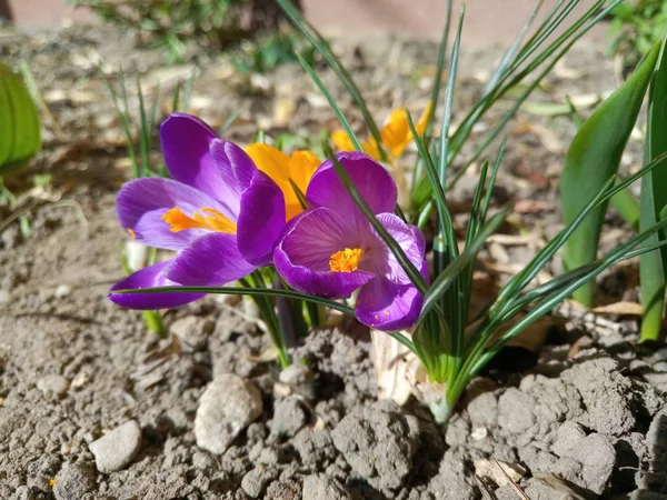 Bellissimi Fiori Croco Viola Terra Giardino — Foto Stock