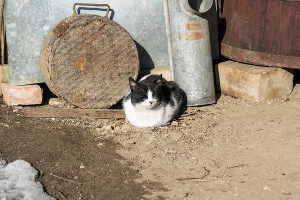 村子院子里的黑白相间的猫 — 图库照片