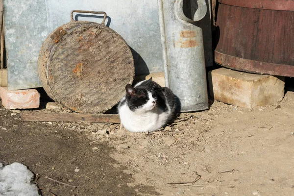 Primer Plano Gato Blanco Negro Patio Del Pueblo —  Fotos de Stock