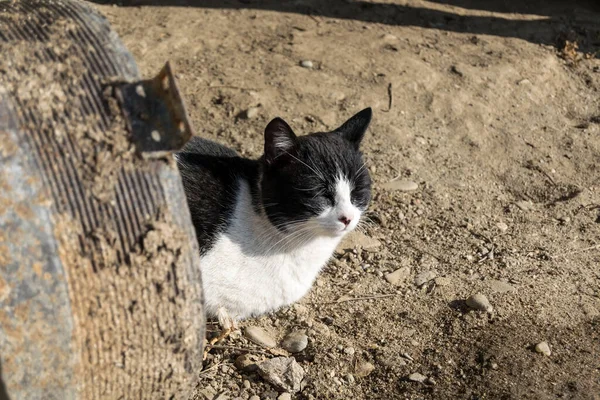 Gros Plan Chat Noir Blanc Cour Village — Photo