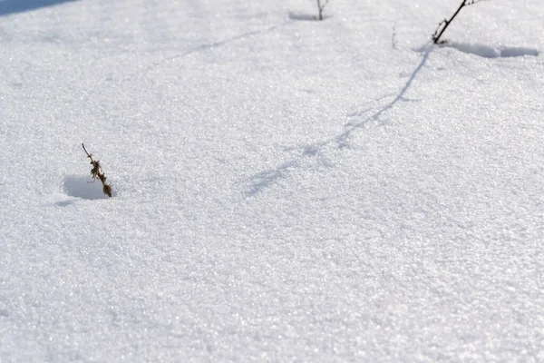 Bitar Snö Trädgården — Stockfoto