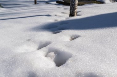 Kış mevsiminde akşam üzeri karla kaplıydı. 