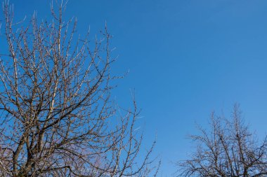 spring trees with beautiful blue sky