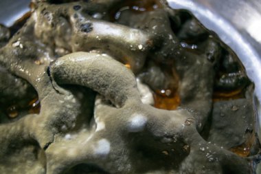 green moldy surface, close up view