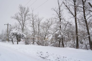 Kış mevsiminde karla kaplı ağaçlar 