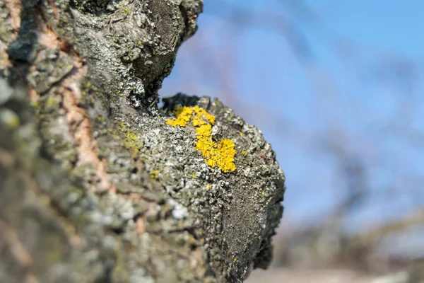 Close Lichen Branch — Fotografia de Stock