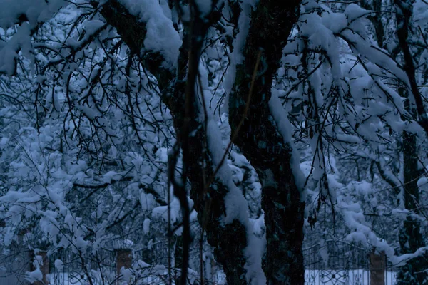 Снежные Деревья Зимний Период — стоковое фото