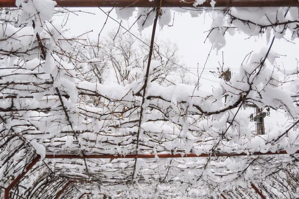 겨울철에는 눈덮인 나무들 — 스톡 사진