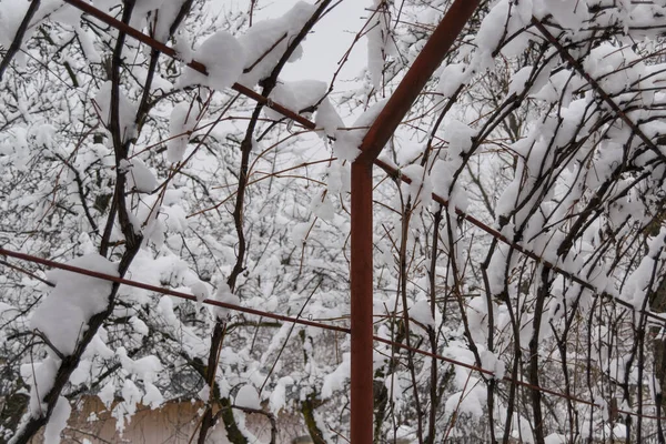 Snötäckta Träd Vintersäsongen — Stockfoto