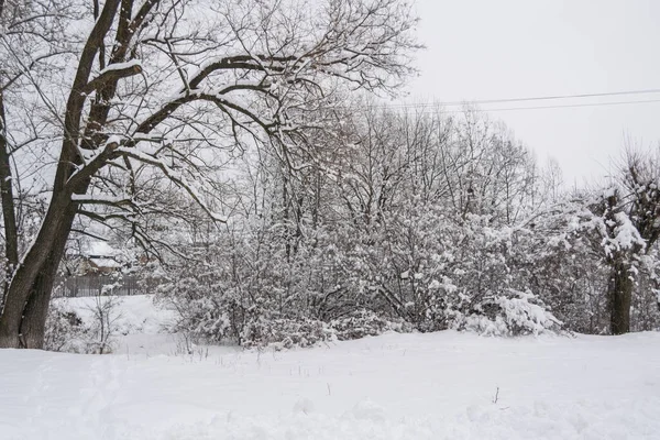 Snötäckta Träd Vintersäsongen — Stockfoto