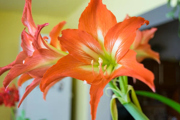 Beautiful Orange Lily Flowers Close View — Stock Photo, Image