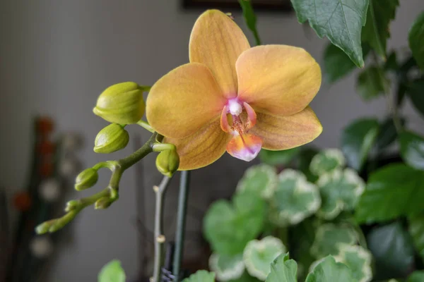 Beautiful Orchid Flower Room —  Fotos de Stock