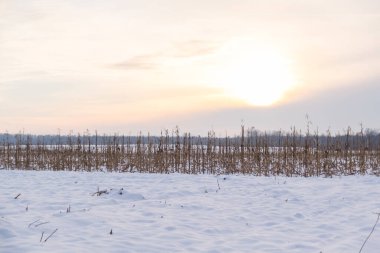 Kış mevsiminde akşam üzeri karla kaplıydı. 