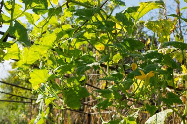 green blooming plants with leaves in the garden