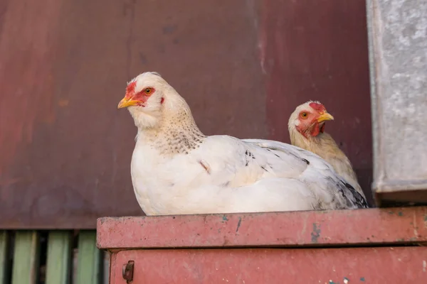 Close Domestic Chickens Village — Stock fotografie