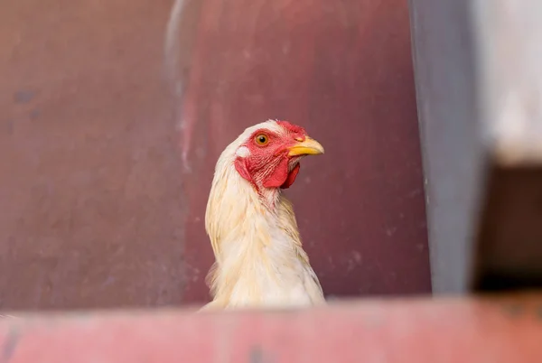 Close Domestic Chicken Village — Fotografia de Stock