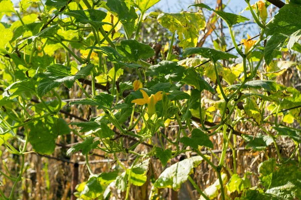 Green Blooming Plants Leaves Garden — Fotografia de Stock