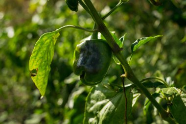 Güneşli bir günde bahçede dolmalık biber yetişiyor.