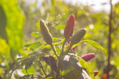 Güneşli bir günde bahçede dolmalık biber yetişiyor.