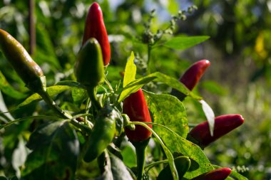 Güneşli bir günde bahçede dolmalık biber yetişiyor.