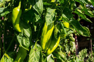 Güneşli bir günde bahçede dolmalık biber yetişiyor.