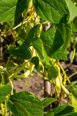 Bahçede yetişen yeşil bezelyelerin yakın çekimi..