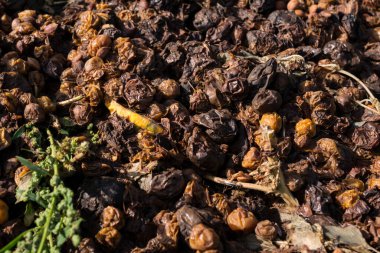 rotten food products on the ground in the garden