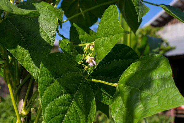 Green Blooming Plants Leaves Garden — Fotografia de Stock