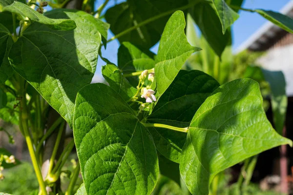 Green Blooming Plants Leaves Garden — Fotografia de Stock