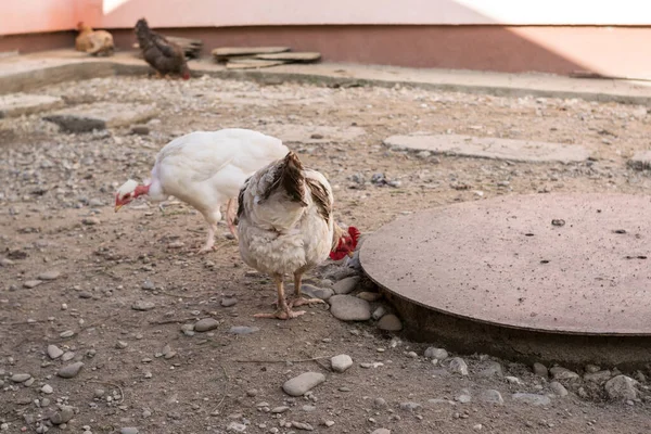 Pollo Pastando Patio Del Pueblo — Foto de Stock