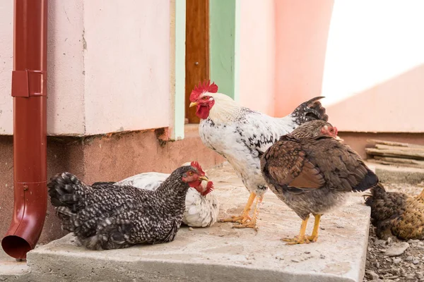 Gallinas Patio Trasero Día Soleado — Foto de Stock