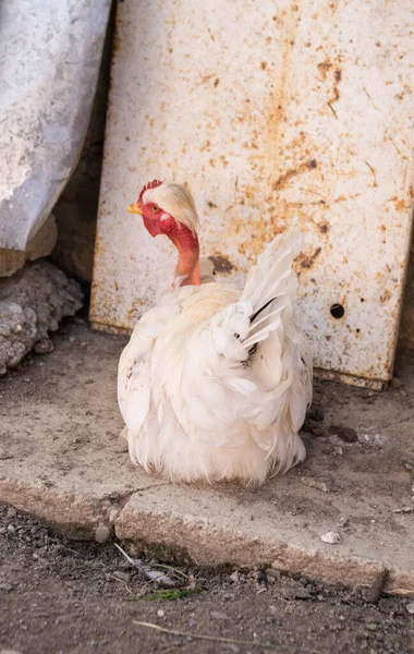 Close Domestic Chicken Village — Stock Fotó