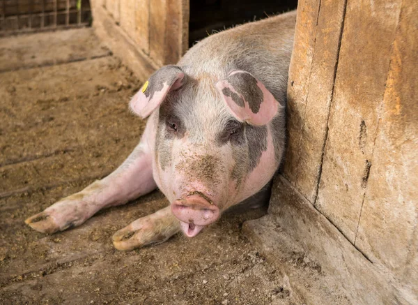 Close View Cute Pig Pigpen — стоковое фото