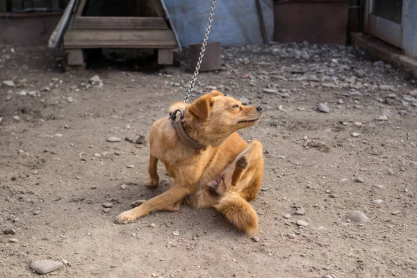 Ginger Dog Αλυσίδα Στην Αυλή — Φωτογραφία Αρχείου