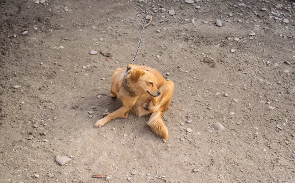 Ginger Dog Αλυσίδα Στην Αυλή — Φωτογραφία Αρχείου