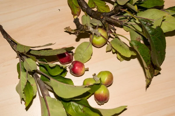 Ветвь Осени Яблоки Листьями Столе — стоковое фото