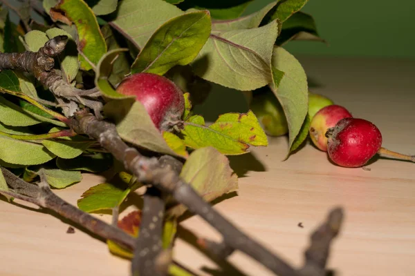 Äpfel Vom Letzten Herbst Mit Blättern Auf Dem Tisch — Stockfoto