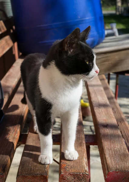 Primer Plano Gato Blanco Negro Sofá Madera —  Fotos de Stock