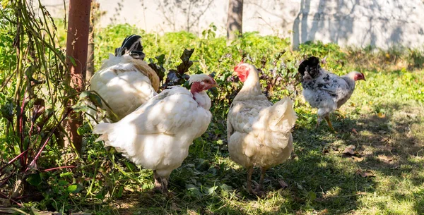 Skupina Domácích Kuřat Farmě — Stock fotografie
