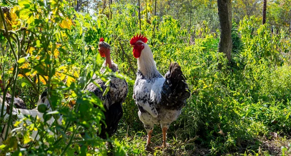 Skupina Domácích Kuřat Farmě — Stock fotografie